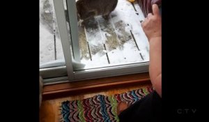 Un lynx vient narguer un chien à travers la vitre de la véranda!