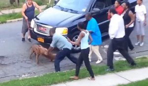 Etats-Unis : un pitbull attaque un autre pitbull à la gorge