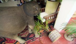 Un bébé éléphant très maladroit casse tout dans la maison... Pas pratique comme animal de compagnie