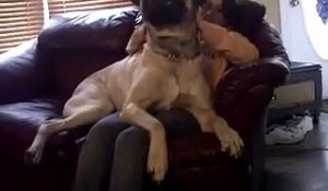 Un chien très très gros : English Mastiff