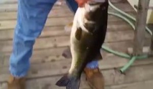 Attraper un poisson énorme à la main en l'attirant avec un petit poisson - Black Bass géant