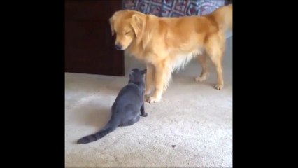 Un Chat Defend Un Enfant Contre Un Chien Sur Orange Videos