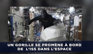 Un gorille se promène à bord de la Station Spatiale Internationale