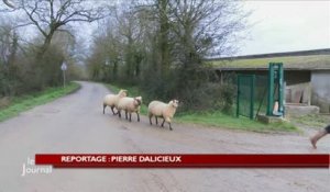 Salon de l'agriculture : Des moutons bichonnés (Vendée)
