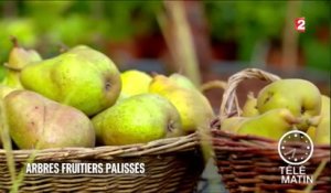 Jardin - Arbres fruitiers palissés - 2016/02/26