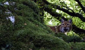 Une ferme sauvage sur France 3 - le lynx