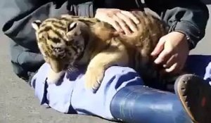 Il joue avec un bébé tigre - Tellement mignon