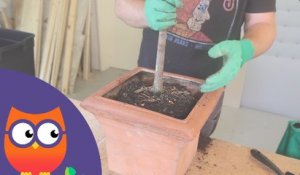 Comment planter un arbuste ou un arbre en pot (Ooreka.fr)