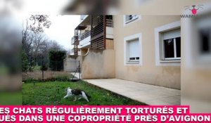 Des chats régulièrement torturés et tués dans une copropriété près d'Avignon... Tout de suite dans la minute chat #147