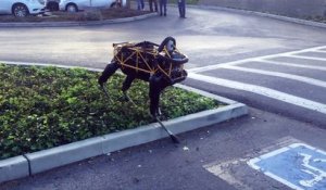Un chien joue avec un robot à 4 pattes