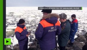 Baleines en danger : des orques échoués dans les glaces de l’Extrême-Orient sauvés in extremis