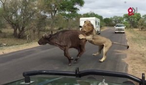 Des lions tuent un buffle à quelques mètres des touristes