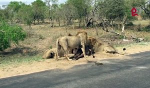 Des lions s'attaquent à un buffle devant des touristes ébahis!