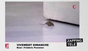 Une souris fait irruption en direct sur le plateau de Vivement Dimanche !