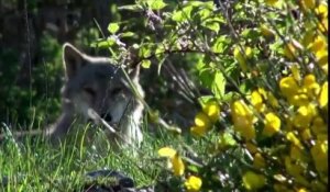 Lozère : des loups s'échappent d'un parc scientifique