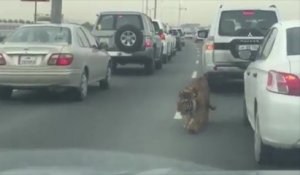 Un tigre en liberté sur l'autoroute au Quatar