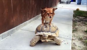 Taxi pour chien : cette tortue transporte un chien sur sa carapace