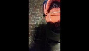 Un homme découvre une araignée mortelle dans la basket de son fils