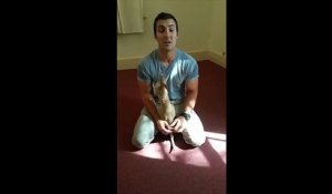 Un bébé kangourou trouve une poche