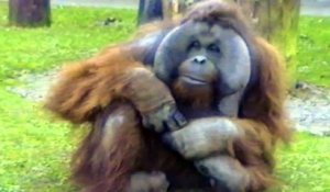 Un orang-outan mâche un chewing-gum et fait des bulles