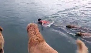 Avec tout ces chiens pour le sauver il ne peut pas se noyer lui