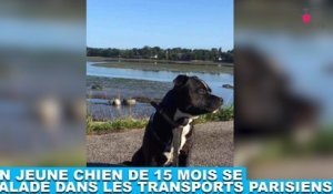 Un jeune chien de 15 mois se balade dans les transports parisiens ! Plus d'infos dans la minute chien #161