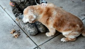 Ce chien retrouve sa maîtresse soldat après quelques mois d'absence, sa joie est trop mignonne !