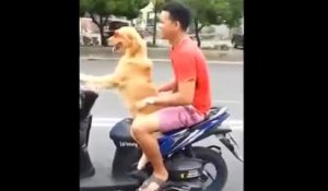 Incroyable, un chien conduit le scooter de son maître en Indonésie