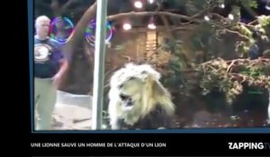 Dans un zoo, une lionne sauve un soigneur de l’attaque d’un lion, la vidéo choc !