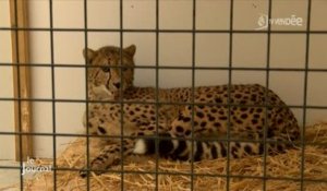 Animaux : Natur’Zoo accueille deux guépardes (Mervent)