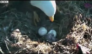 Un bébé Aigle d'Amérique éclot de son oeuf sous les yeux de ses parents !