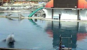 Marineland : Réouverture polémique après les inondations