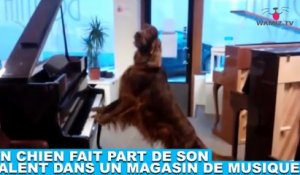 Un chien fait part de son talent dans un magasin de musique ! Tout de suite dans la minute chien #166
