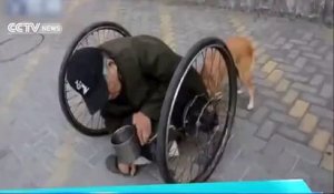 Ce chien aide son maitre handicapé à avancé avec son fauteuil roulant.