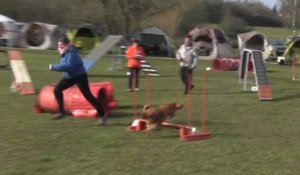 VIDEO. Des chiens en démonstration d'agility à Châteauroux