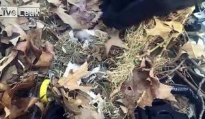 Il découvre un nid d'écureuils sous la capot de sa voiture