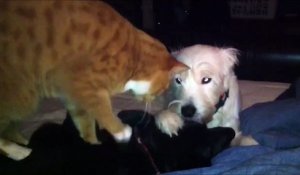 Moment détente pour ce chien qui se fait masser par un chien et un chat