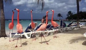 Des flamants roses viennent se détendre avec des touristes sur une plage