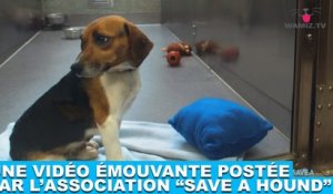 Une vidéo émouvante postée par l'association "Save a Hound" ! À regarder dans la minute chien #174