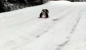 Un chien handicapé fait du ski