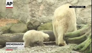 Les premiers pas d'un bébé ours blanc dans un zoo en Allemagne