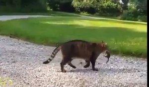 Tom et Jerry en vrai : un écureuil attaque un chat