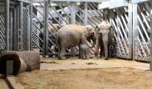 Naissance d'un éléphant indien dans le zoo de Prague