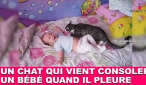 Un chat qui vient consoler un bébé quand il pleure ! Découvrez-le dans la minute chat #183