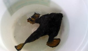 Un poisson grenouille très bizarre trouvé dans le golf du mexique