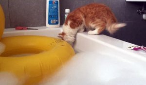 Chat courageux ou inconscient? Petit plongeon dans le bain