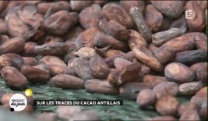 Sur les traces du cacao antillais