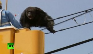 Un singe se sauve d'un zoo et se balade sur des lignes électriques