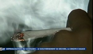 La dépénalisation du cannabis bientôt en France ? - ZAP ACTU de la semaine du 16/04/2016