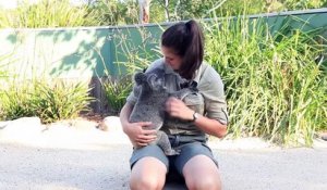 L'animal qui adore le plus les câlins, le koala bien sûr !